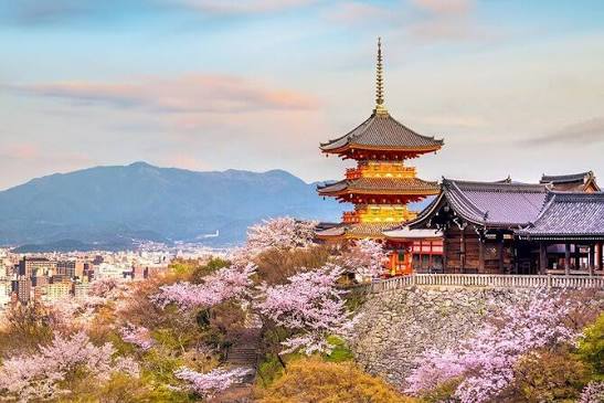 Japan Cherry Blossom